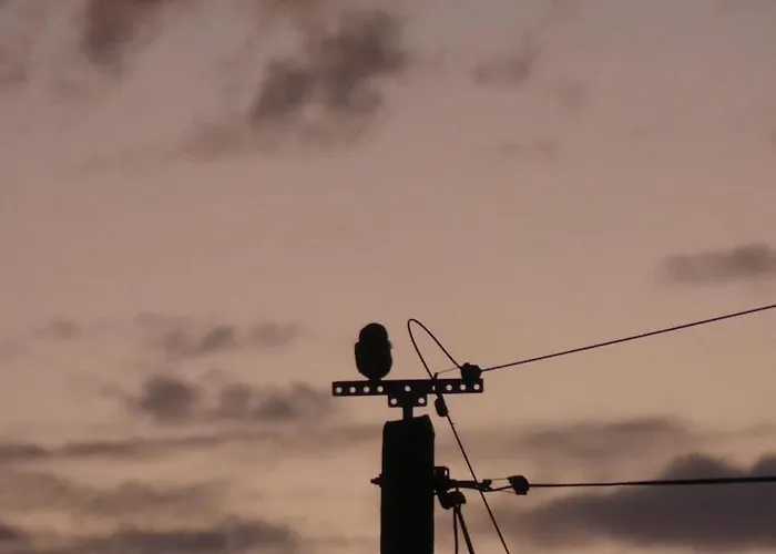 Les Chouettes Blanches
