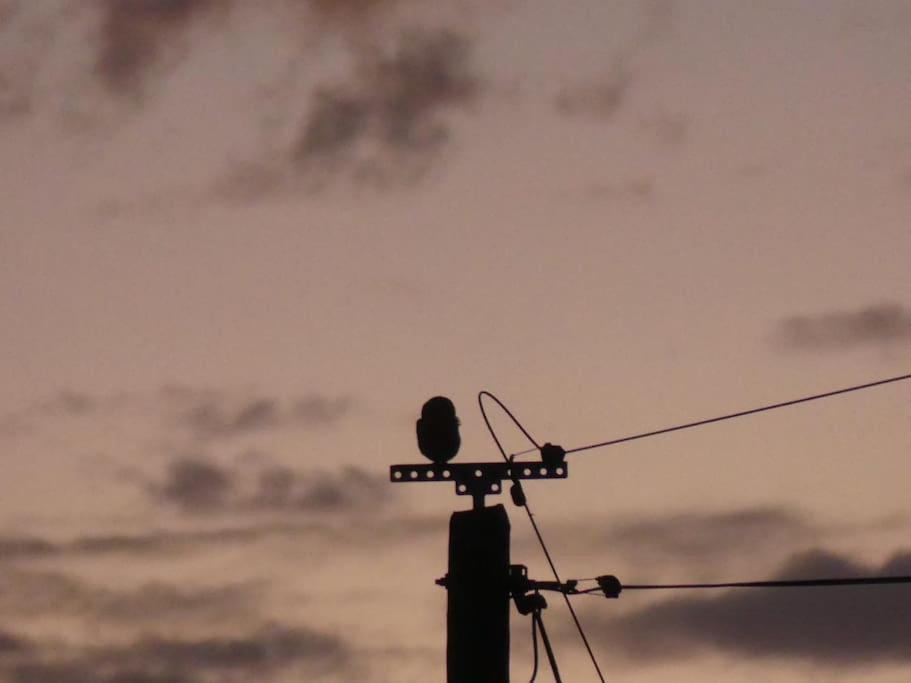 Les Chouettes Blanches *